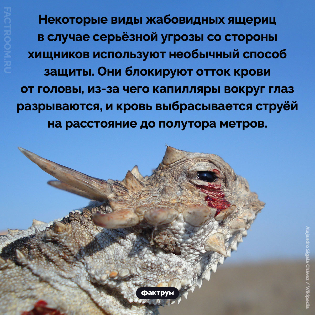 Кровь из глаз. Некоторые виды жабовидных ящериц в случае серьёзной угрозы со стороны хищников используют необычный способ защиты. Они блокируют отток крови от головы, из-за чего капилляры вокруг глаз разрываются, и кровь выбрасывается струёй на расстояние до полутора метров.