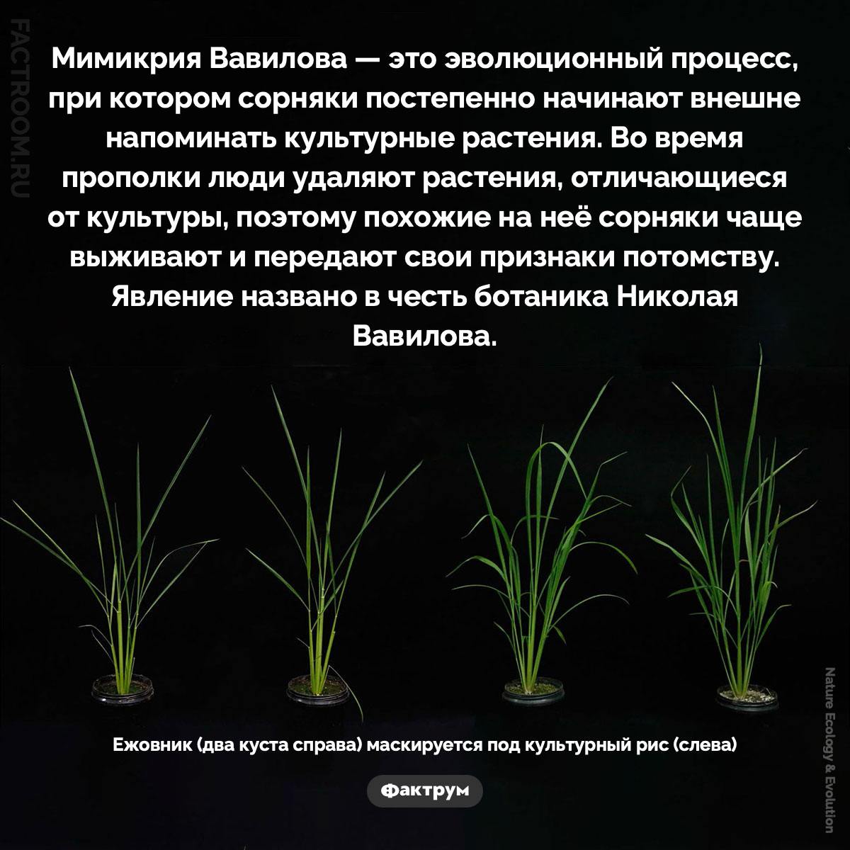 Мимикрия Вавилова. Мимикрия Вавилова — это эволюционный процесс, при котором сорняки постепенно начинают внешне напоминать культурные растения. Во время прополки люди удаляют растения, отличающиеся от культуры, поэтому похожие на неё сорняки чаще выживают и передают свои признаки потомству. Явление названо в честь ботаника Николая Вавилова.