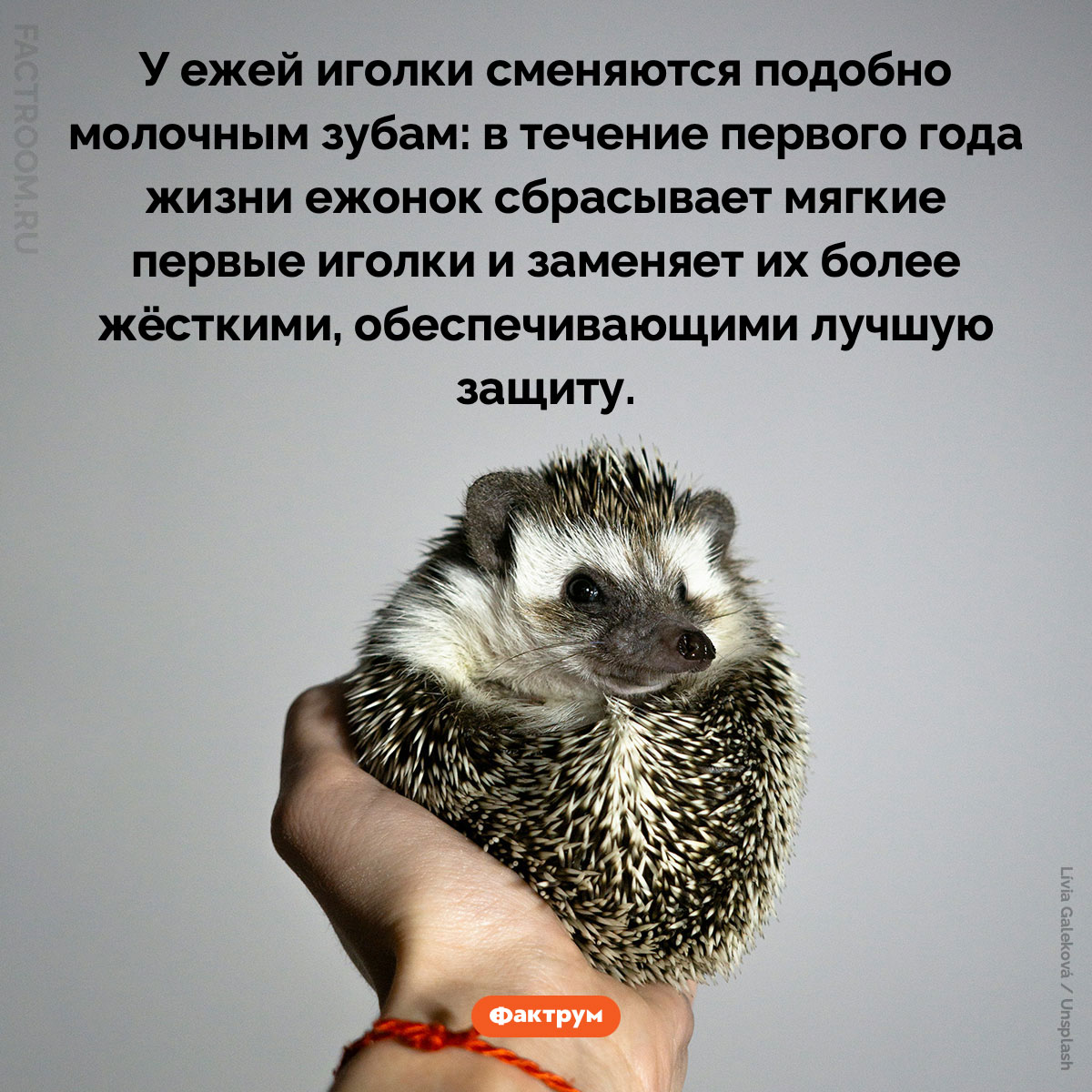 Молочные иголки. У ежей иголки сменяются подобно молочным зубам: в течение первого года жизни ежонок сбрасывает мягкие первые иголки и заменяет их более жёсткими, обеспечивающими лучшую защиту.