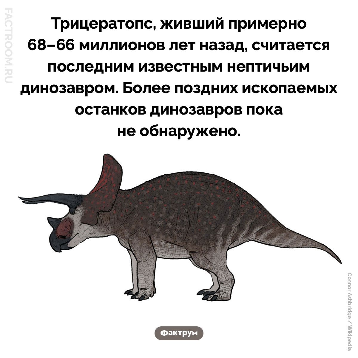 Последний известный нептичий динозавр. Трицератопс, живший примерно 68–66 миллионов лет назад, считается последним известным нептичьим динозавром. Более поздних ископаемых останков динозавров пока не обнаружено.