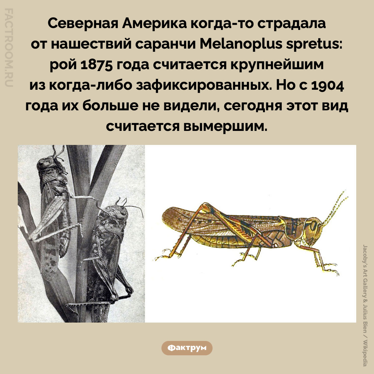 Пропавшая саранча. Северная Америка когда-то страдала от нашествий саранчи Melanoplus spretus: рой 1875 года считается крупнейшим из когда-либо зафиксированных. Но с 1904 года их больше не видели, сегодня этот вид считается вымершим.