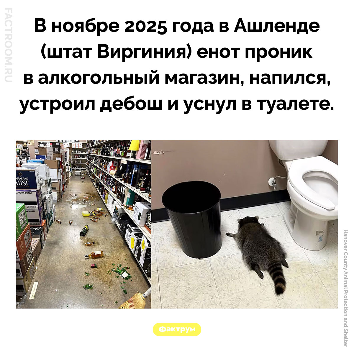 Пьяный енот. В ноябре 2025 года в Ашленде (штат Виргиния) енот проник в алкогольный магазин, напился, устроил дебош и уснул в туалете.