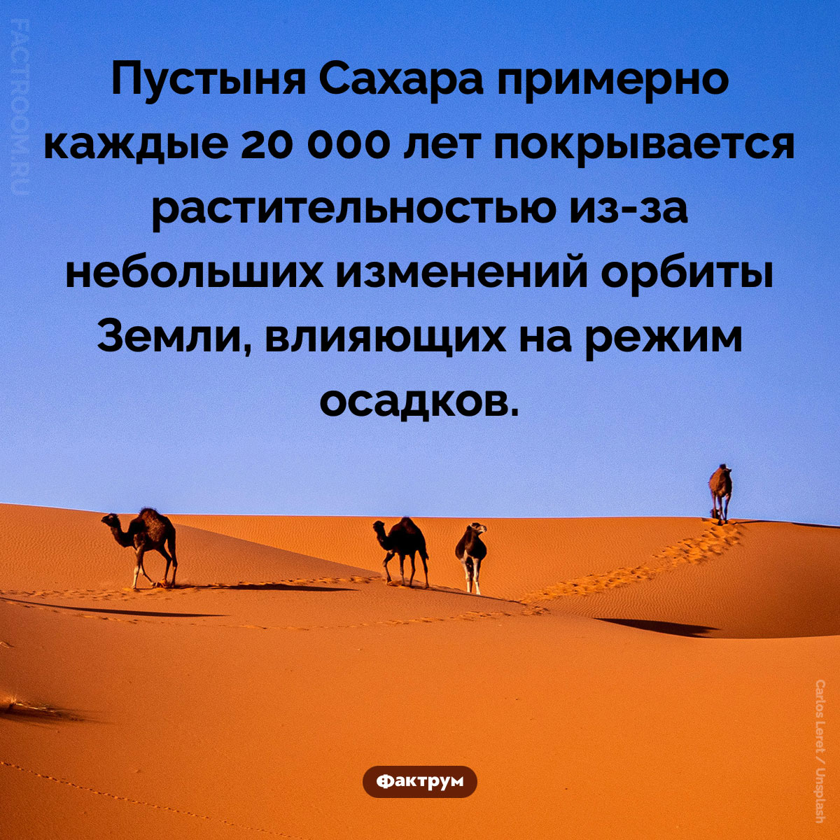 Сады Сахары. Пустыня Сахара примерно каждые 20 000 лет покрывается растительностью из-за небольших изменений орбиты Земли, влияющих на режим осадков.