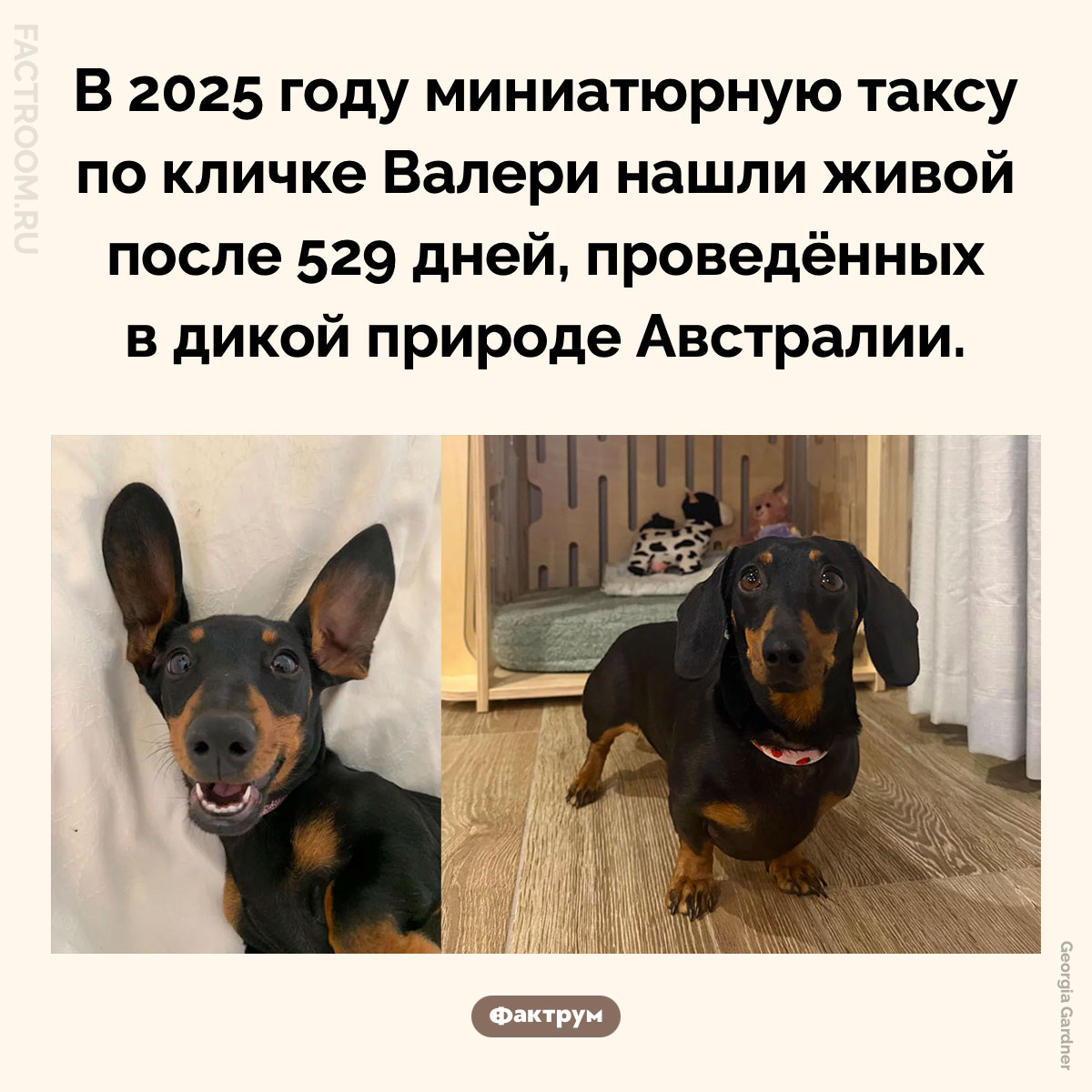 Такса Валери. В 2025 году миниатюрную таксу по кличке Валери нашли живой после 529 дней, проведённых в дикой природе Австралии.
