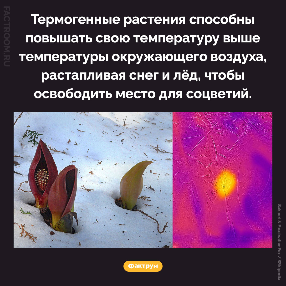 Термогенные растения. Термогенные растения способны повышать свою температуру выше температуры окружающего воздуха, растапливая снег и лёд, чтобы освободить место для соцветий.