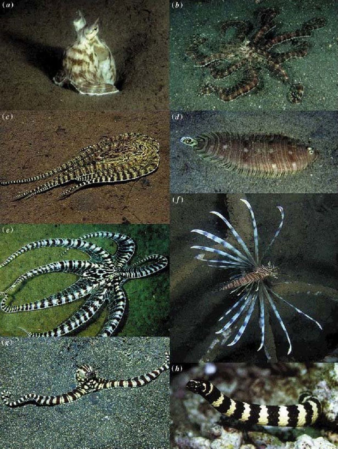 Sentinel Octopus Thaumoctopus mimicus — осьминог-актёр