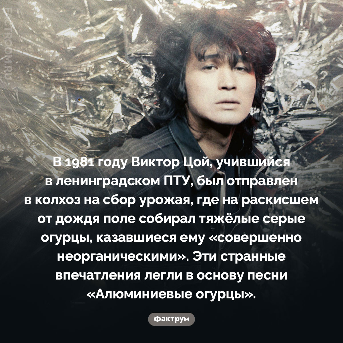 «Алюминиевые огурцы». В 1981 году Виктор Цой, учившийся в ленинградском ПТУ, был отправлен в колхоз на сбор урожая, где на раскисшем от дождя поле собирал тяжёлые серые огурцы, казавшиеся ему «совершенно неорганическими». Эти странные впечатления легли в основу песни «Алюминиевые огурцы».