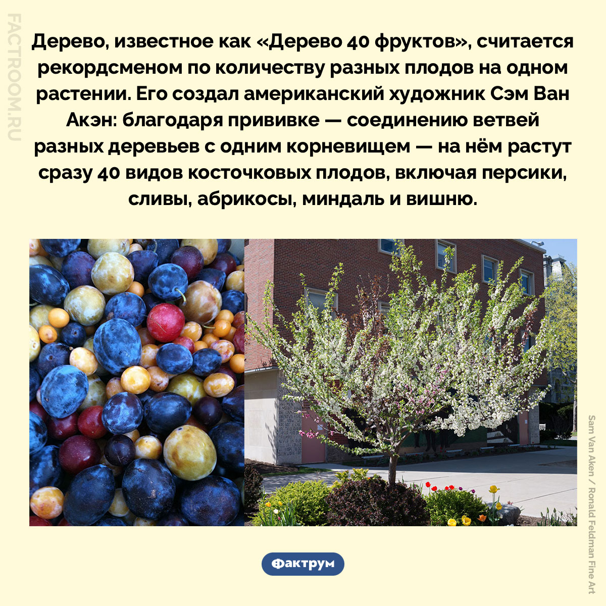 Дерево 40 фруктов. Дерево, известное как «Дерево 40 фруктов», считается рекордсменом по количеству разных плодов на одном растении. Его создал американский художник Сэм Ван Акэн: благодаря прививке — соединению ветвей разных деревьев с одним корневищем — на нём растут сразу 40 видов косточковых плодов, включая персики, сливы, абрикосы, миндаль и вишню.
