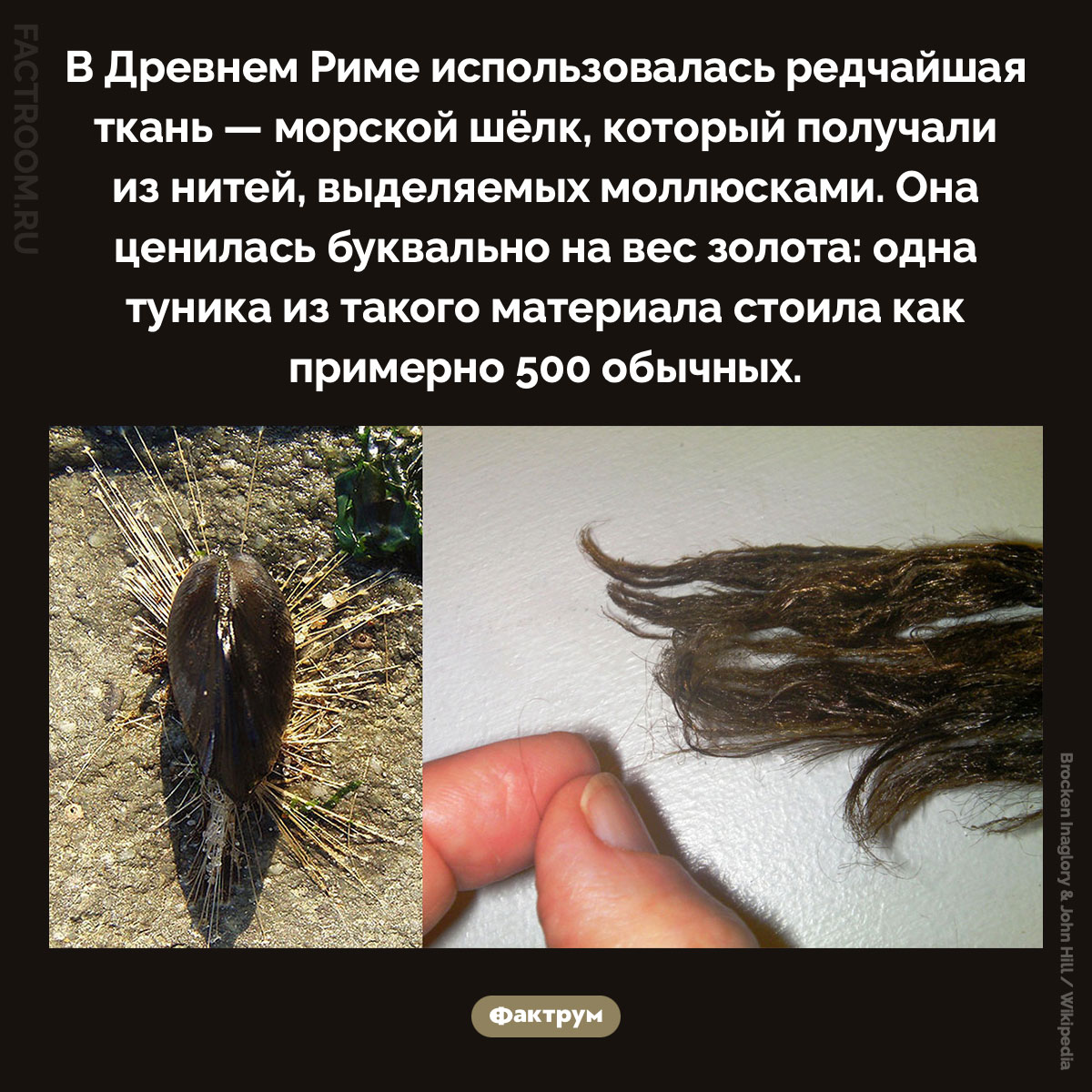 Древнеримский морской шёлк. В Древнем Риме использовалась редчайшая ткань — морской шёлк, который получали из нитей, выделяемых моллюсками. Она ценилась буквально на вес золота: одна туника из такого материала стоила как примерно 500 обычных.