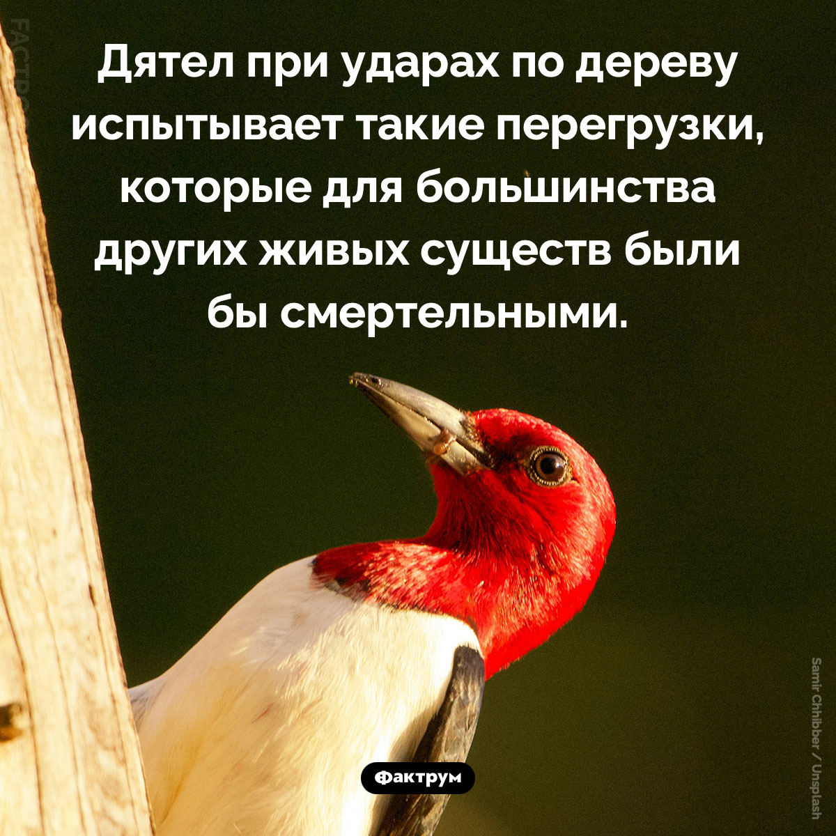 Дятел испытывает невероятные перегрузки при ударах по дереву. Дятел при ударах по дереву испытывает такие перегрузки, которые для большинства других живых существ были бы смертельными.