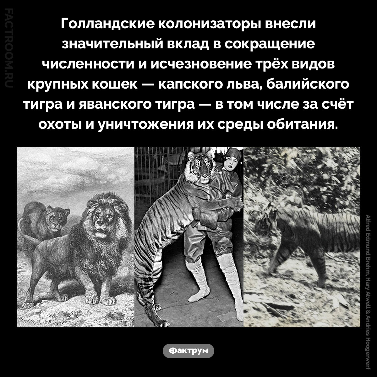 Голландцы уничтожили три вида крупных кошек. Голландские колонизаторы внесли значительный вклад в сокращение численности и исчезновение трёх видов крупных кошек — капского льва, балийского тигра и яванского тигра — в том числе за счёт охоты и уничтожения их среды обитания.