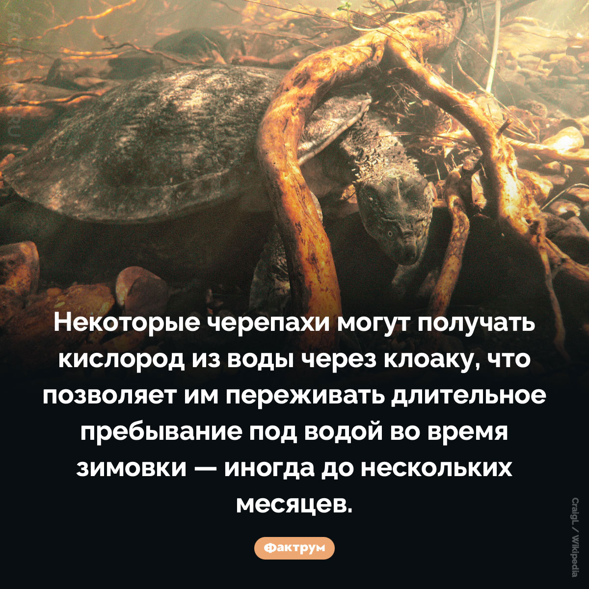 Как черепахи добывают кислород под водой. Некоторые черепахи могут получать кислород из воды через клоаку, что позволяет им переживать длительное пребывание под водой во время зимовки — иногда до нескольких месяцев.