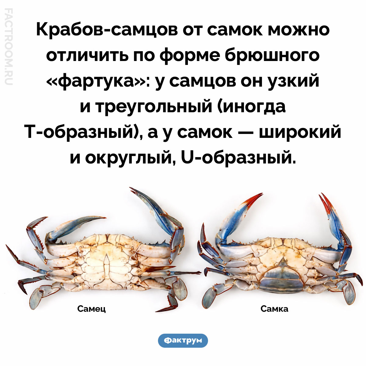 Как узнать пол краба. Крабов-самцов от самок можно отличить по форме брюшного «фартука»: у самцов он узкий и треугольный (иногда Т-образный), а у самок — широкий и округлый, U-образный.