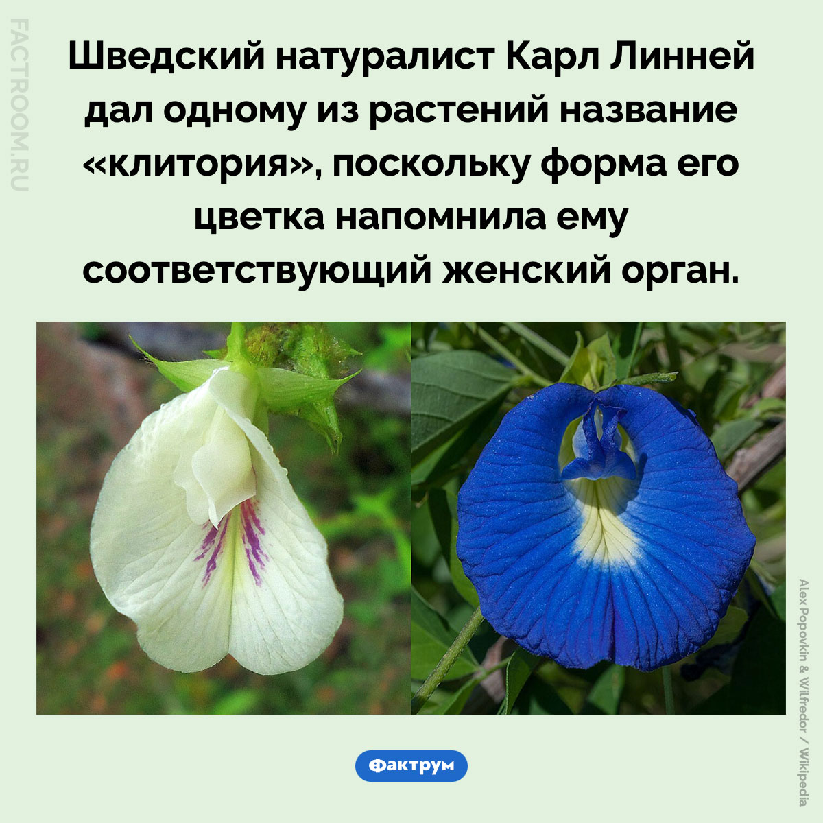 Клитория. Шведский натуралист Карл Линней дал одному из растений название «клитория», поскольку форма его цветка напомнила ему соответствующий женский орган.