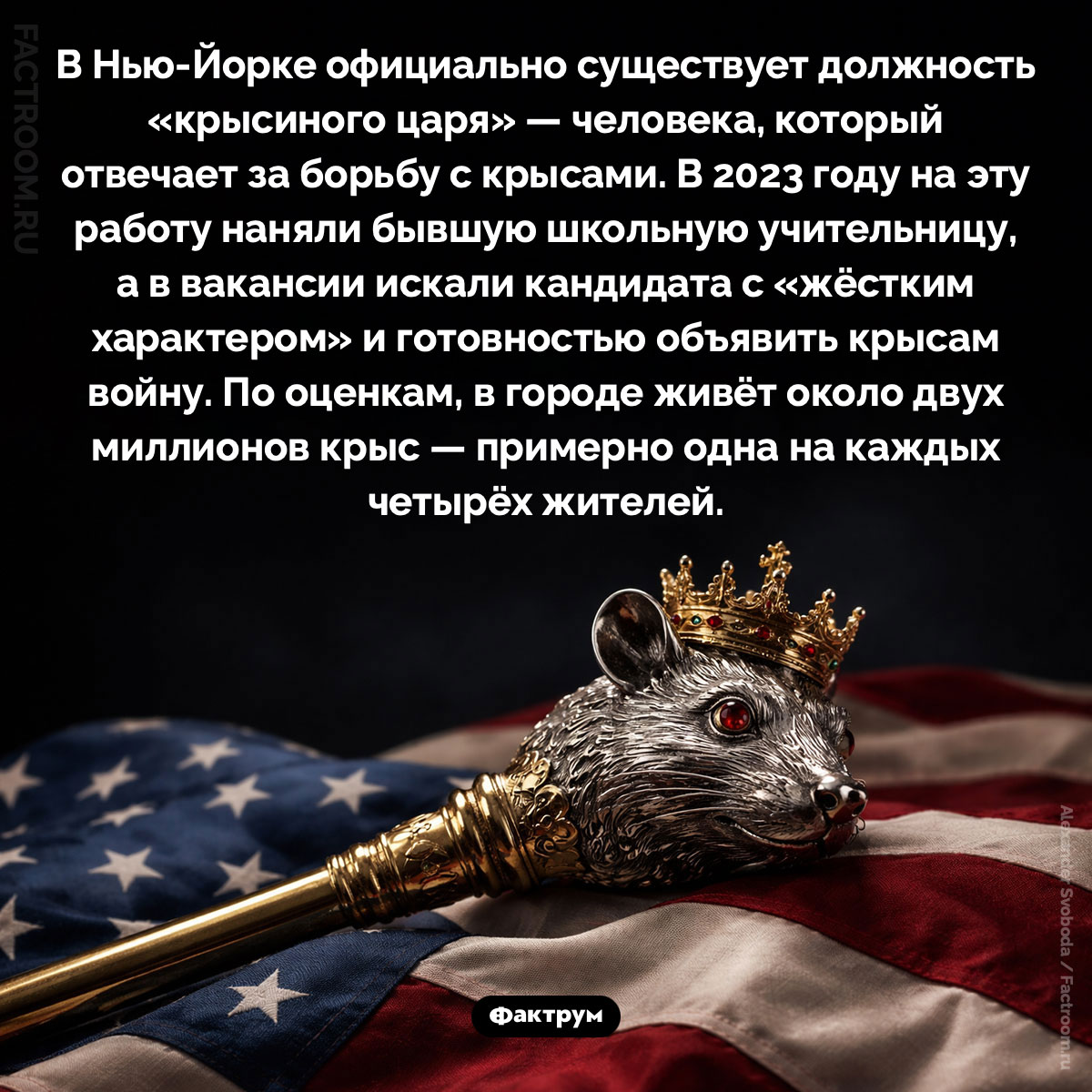 «Крысиный царь» Нью Йорка. В Нью-Йорке официально существует должность «крысиного царя» — человека, который отвечает за борьбу с крысами. В 2023 году на эту работу наняли бывшую школьную учительницу, а в вакансии искали кандидата с «жёстким характером» и готовностью объявить крысам войну. По оценкам, в городе живёт около двух миллионов крыс — примерно одна на каждых четырёх жителей.