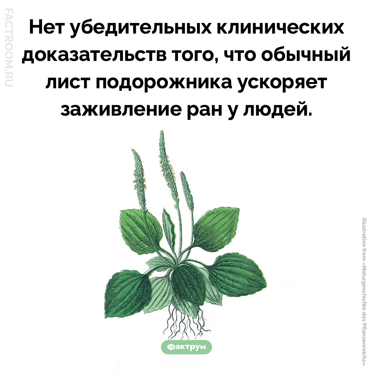 Лист подорожника не ускоряет заживление ран. Нет убедительных клинических доказательств того, что обычный лист подорожника ускоряет заживление ран у людей.