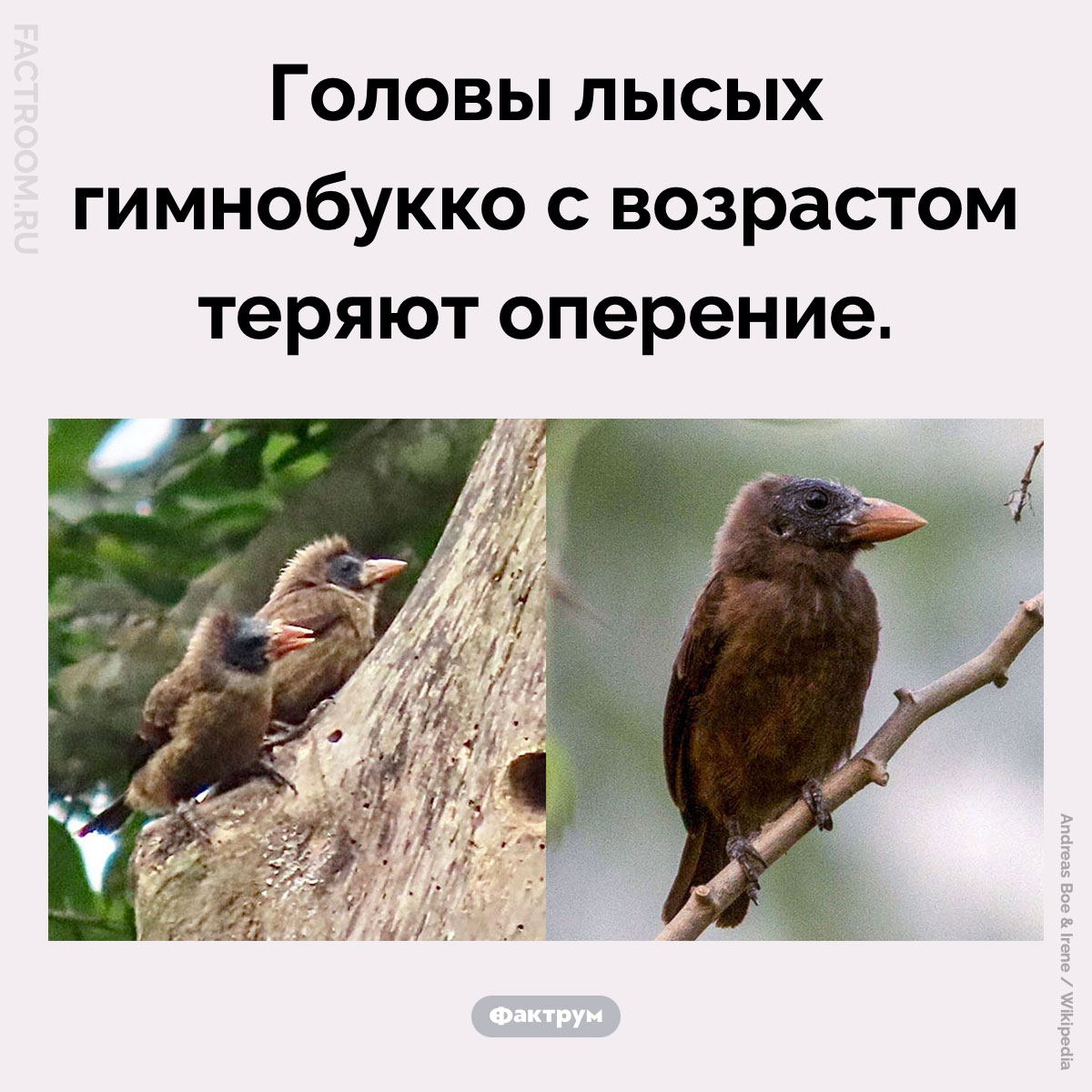 Лысый гимнобукко. Головы лысых гимнобукко с возрастом теряют оперение.