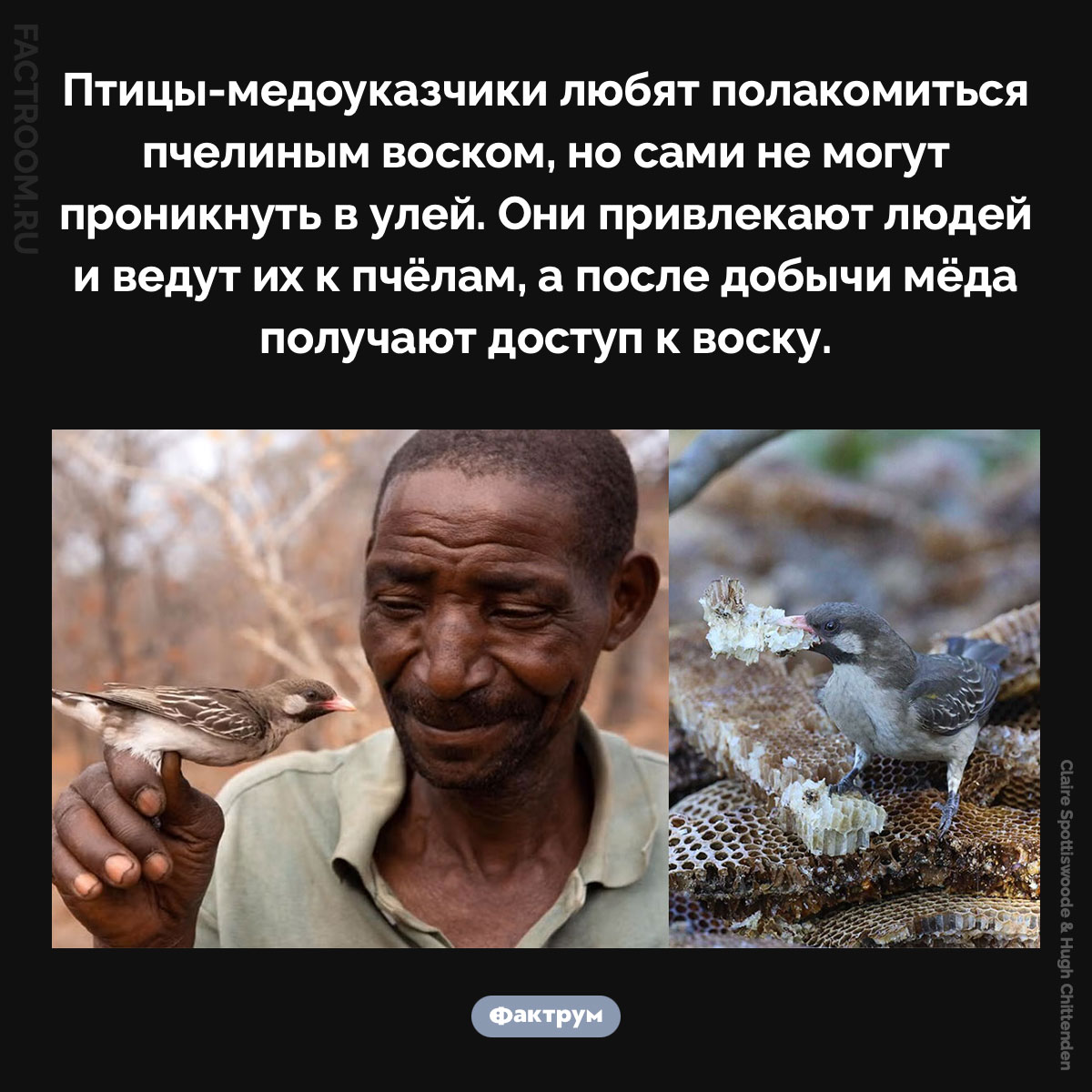 Медоуказчики. Птицы-медоуказчики любят полакомиться пчелиным воском, но сами не могут проникнуть в улей. Они привлекают людей и ведут их к пчёлам, а после добычи мёда получают доступ к воску.