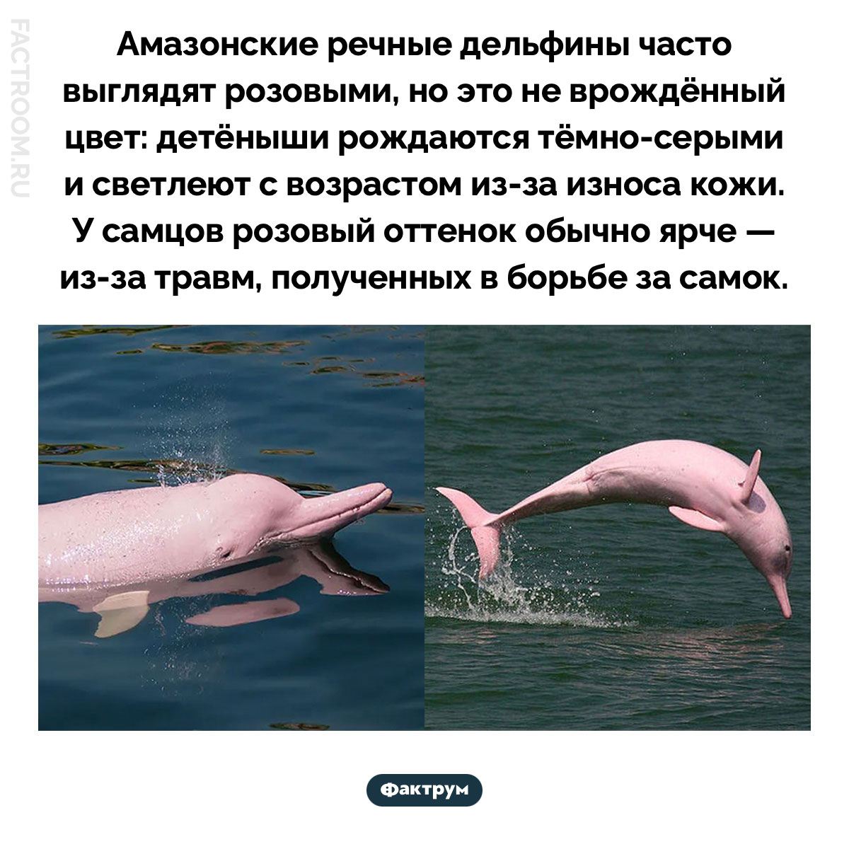 Розовые дельфины. Амазонские речные дельфины часто выглядят розовыми, но это не врождённый цвет: детёныши рождаются тёмно-серыми и светлеют с возрастом из-за износа кожи. У самцов розовый оттенок обычно ярче — из-за травм, полученных в борьбе за самок.