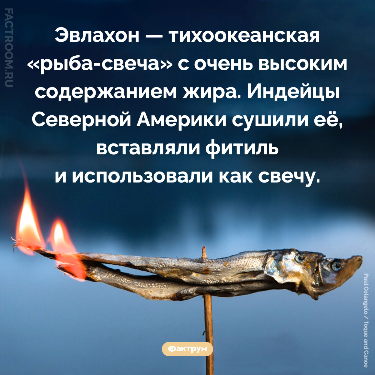 Рыба-свеча. Эвлахон — тихоокеанская «рыба-свеча» с очень высоким содержанием жира. Индейцы Северной Америки сушили её, вставляли фитиль и использовали как свечу.