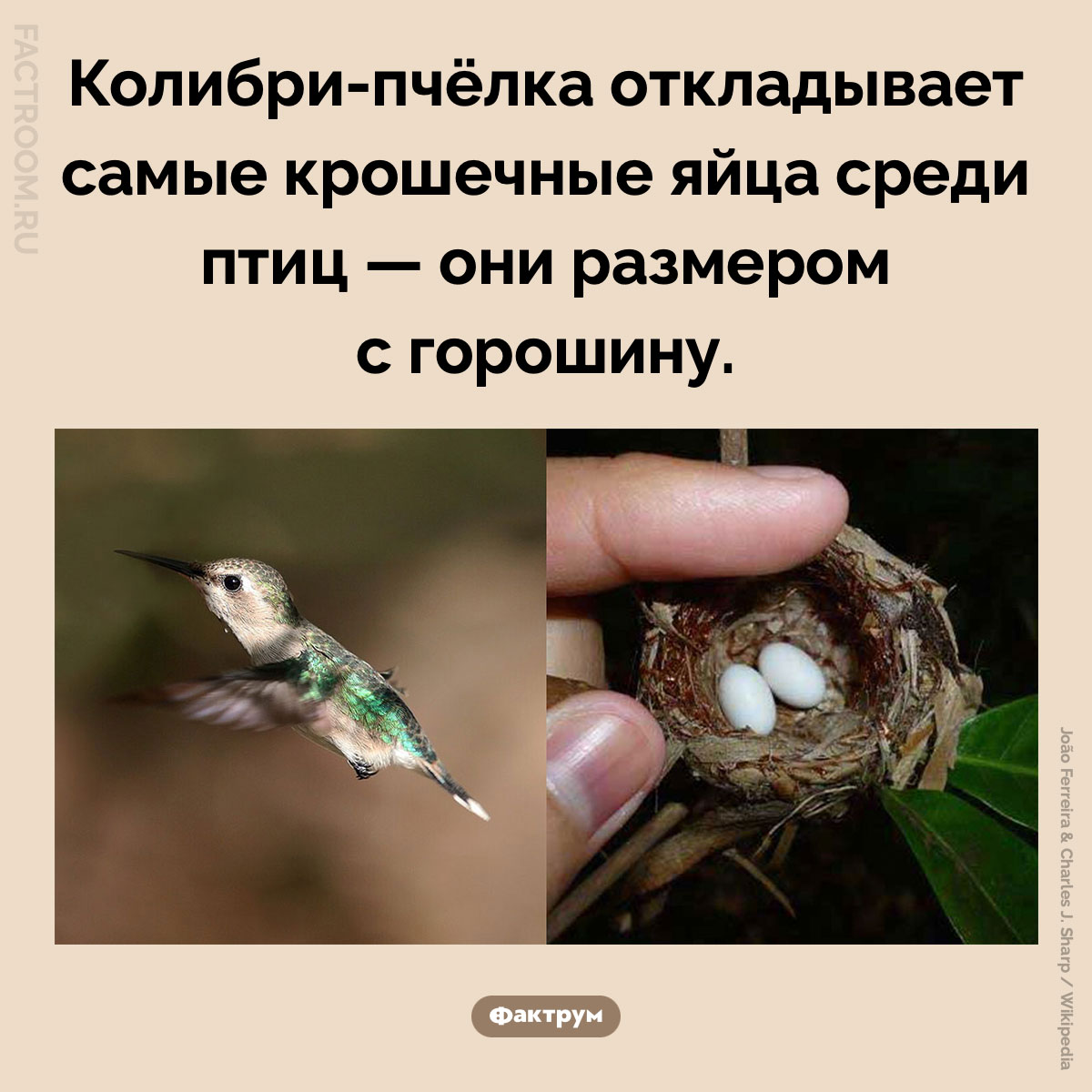 Самые маленькие яйца среди птиц. Колибри-пчёлка откладывает самые крошечные яйца среди птиц — они размером с горошину.