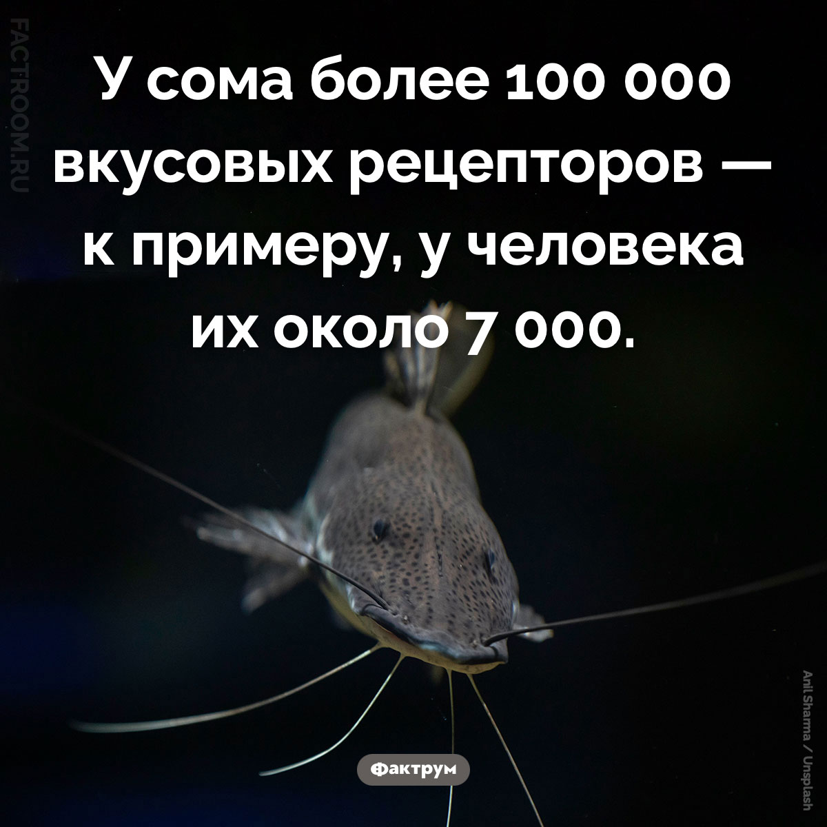 Сколько вкусовых рецепторов у сома. У сома более 100 000 вкусовых рецепторов — к примеру, у человека их около 7 000.