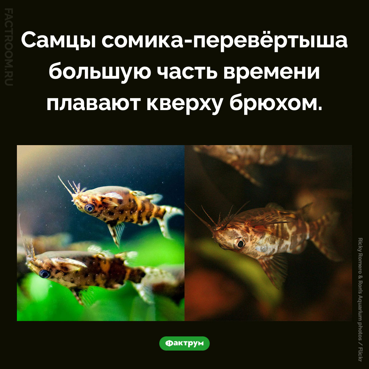 Сомик-перевёртыш. Самцы сомика-перевёртыша большую часть времени плавают кверху брюхом.