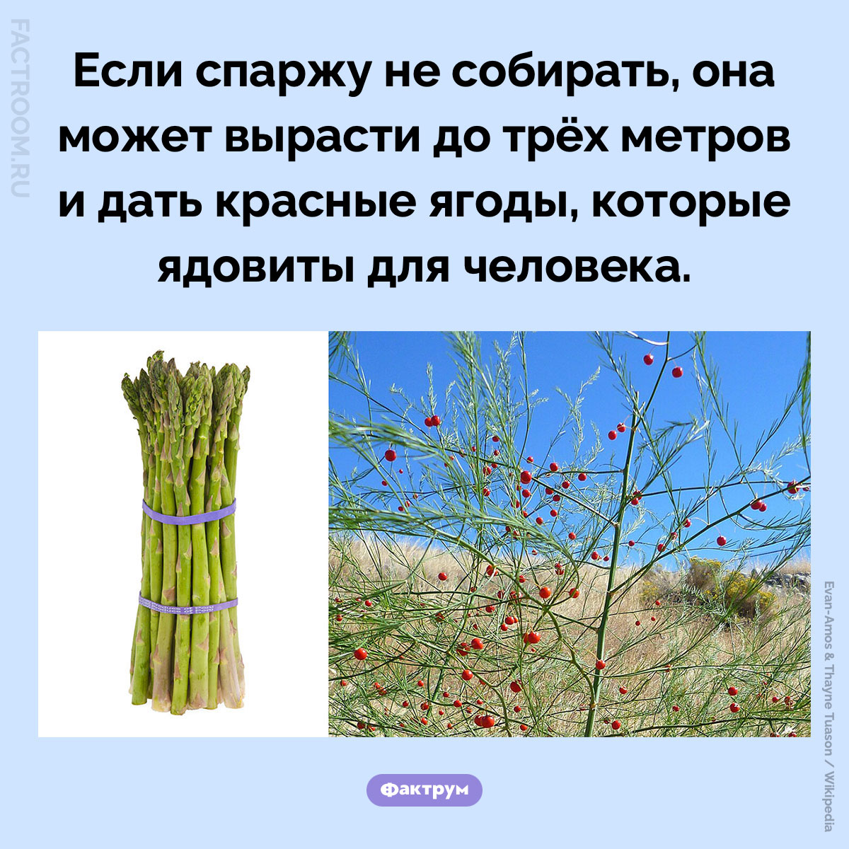 Ягоды спаржи. Если спаржу не собирать, она может вырасти до трёх метров и дать красные ягоды, которые ядовиты для человека.