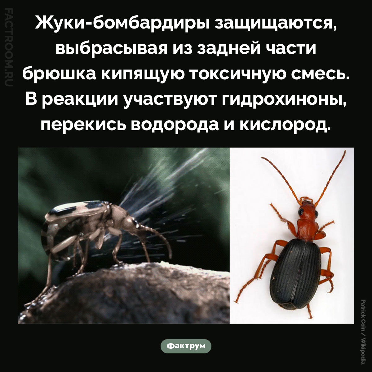 Жуки-бомбардиры. Жуки-бомбардиры защищаются, выбрасывая из задней части брюшка кипящую токсичную смесь. В реакции участвуют гидрохиноны, перекись водорода и кислород.