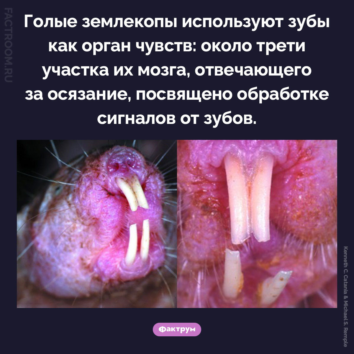 Зубы голых землекопов. Голые землекопы используют зубы как орган чувств: около трети участка их мозга, отвечающего за осязание, посвящено обработке сигналов от зубов.