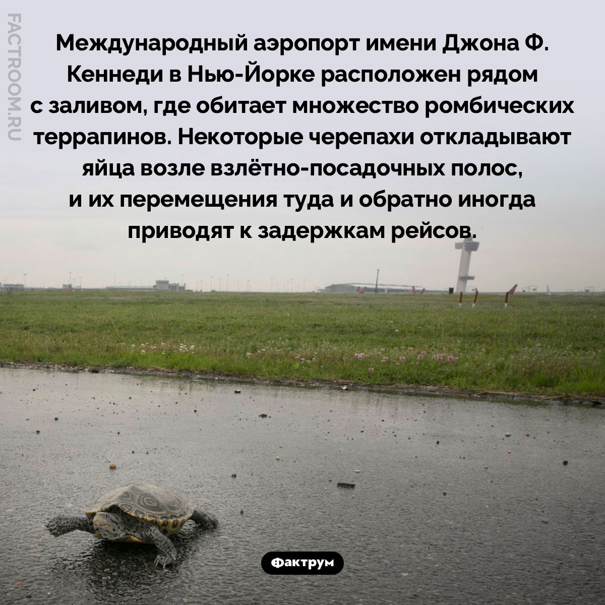 Аэропортские черепахи. Международный аэропорт имени Джона Ф. Кеннеди в Нью-Йорке расположен рядом с заливом, где обитает множество ромбических террапинов. Некоторые черепахи откладывают яйца возле взлётно-посадочных полос, и их перемещения туда и обратно иногда приводят к задержкам рейсов.