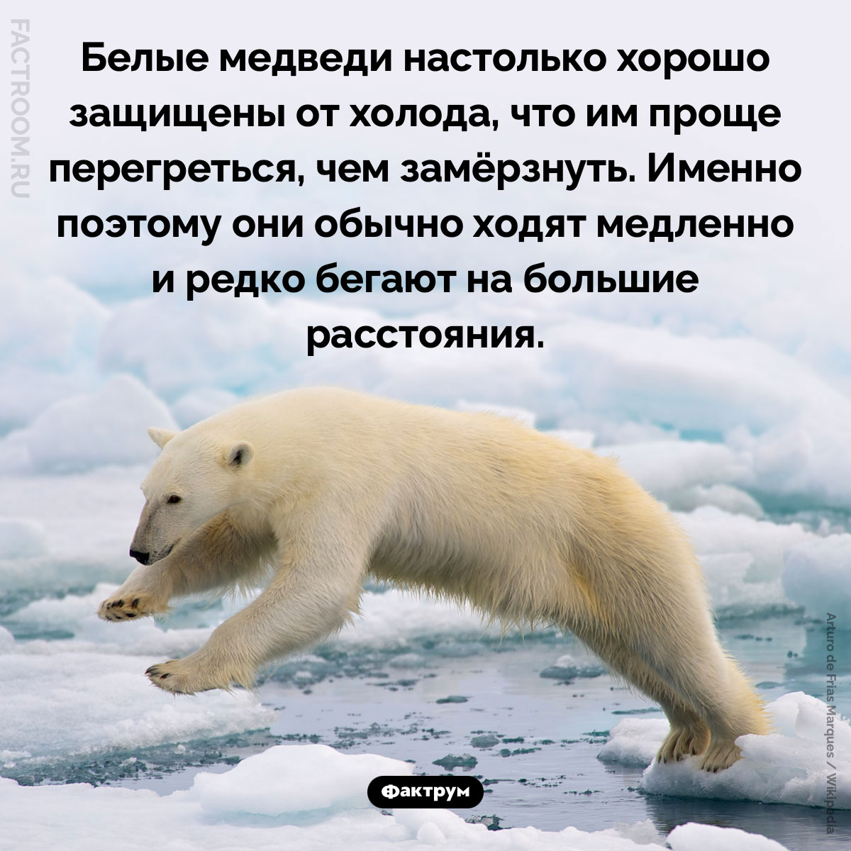 Белые медведи могут перегреться. Белые медведи настолько хорошо защищены от холода, что им проще перегреться, чем замёрзнуть. Именно поэтому они обычно ходят медленно и редко бегают на большие расстояния.