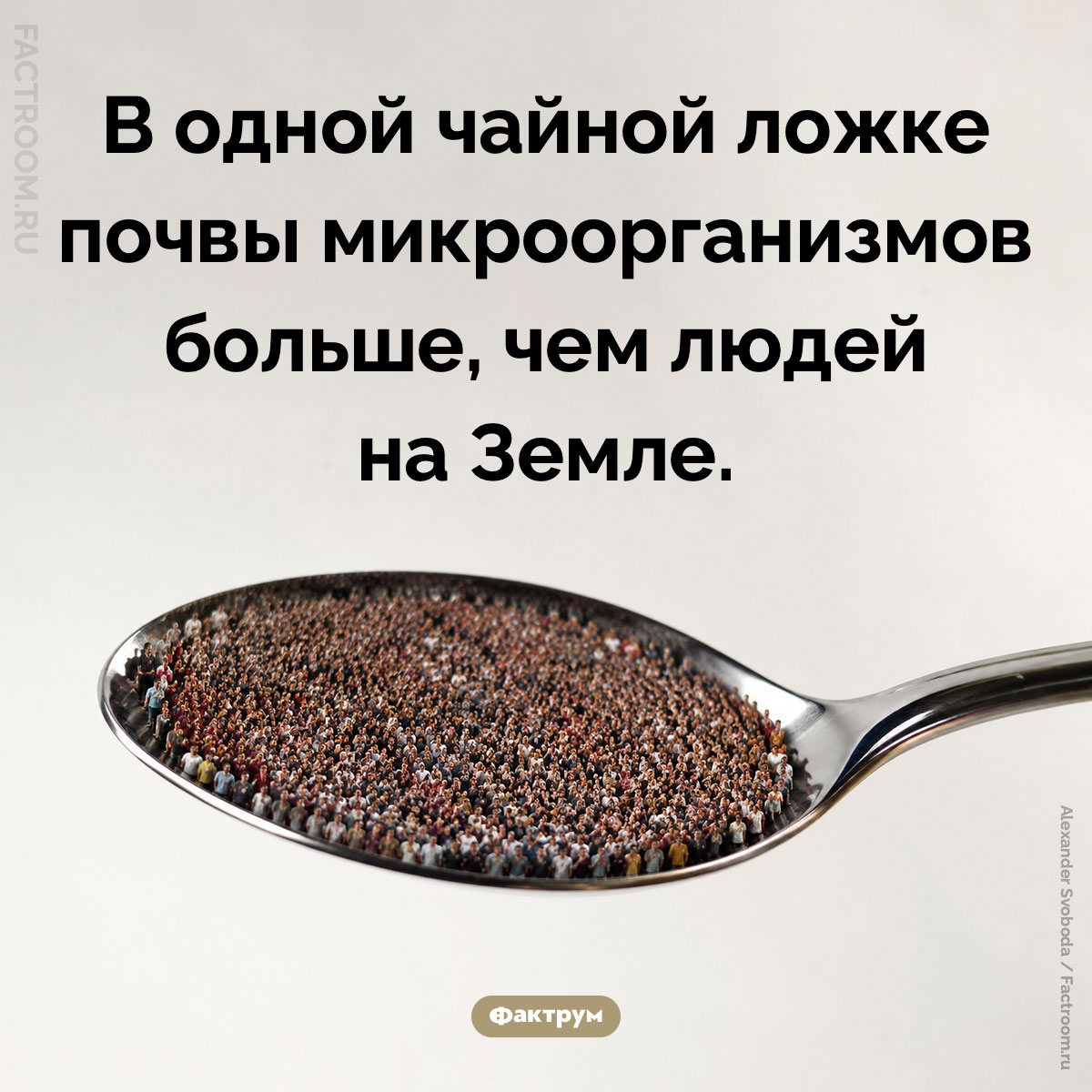 Чайная ложка микробов. В одной чайной ложке почвы микроорганизмов больше, чем людей на Земле.