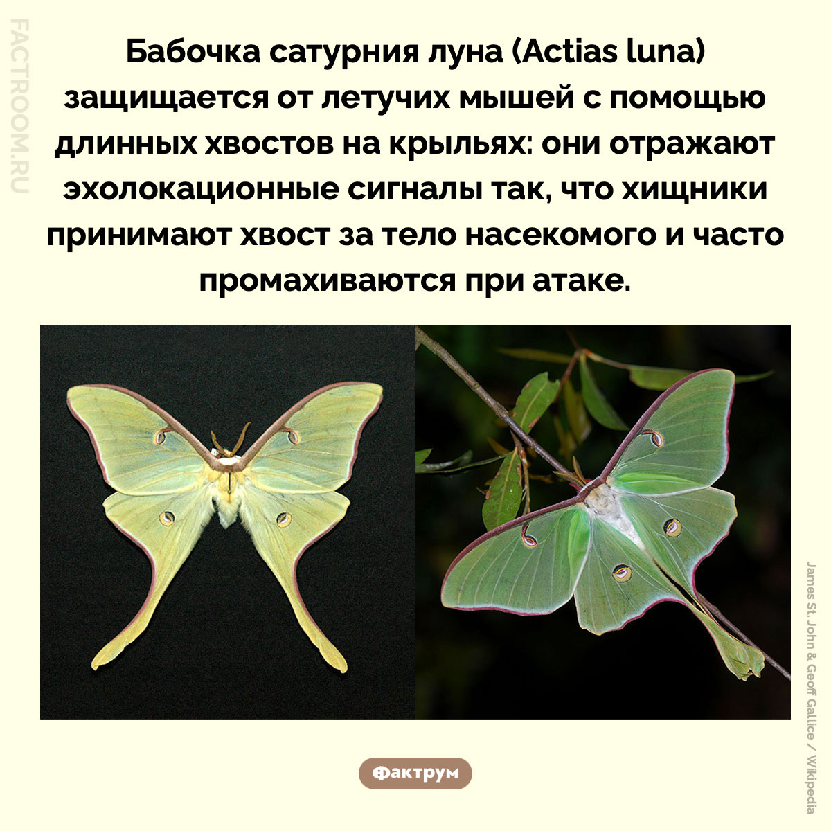 Как бабочка сатурния луна сбивает с толку летучих мышей. Бабочка сатурния луна (Actias luna) защищается от летучих мышей с помощью длинных хвостов на крыльях: они отражают эхолокационные сигналы так, что хищники принимают хвост за тело насекомого и часто промахиваются при атаке.