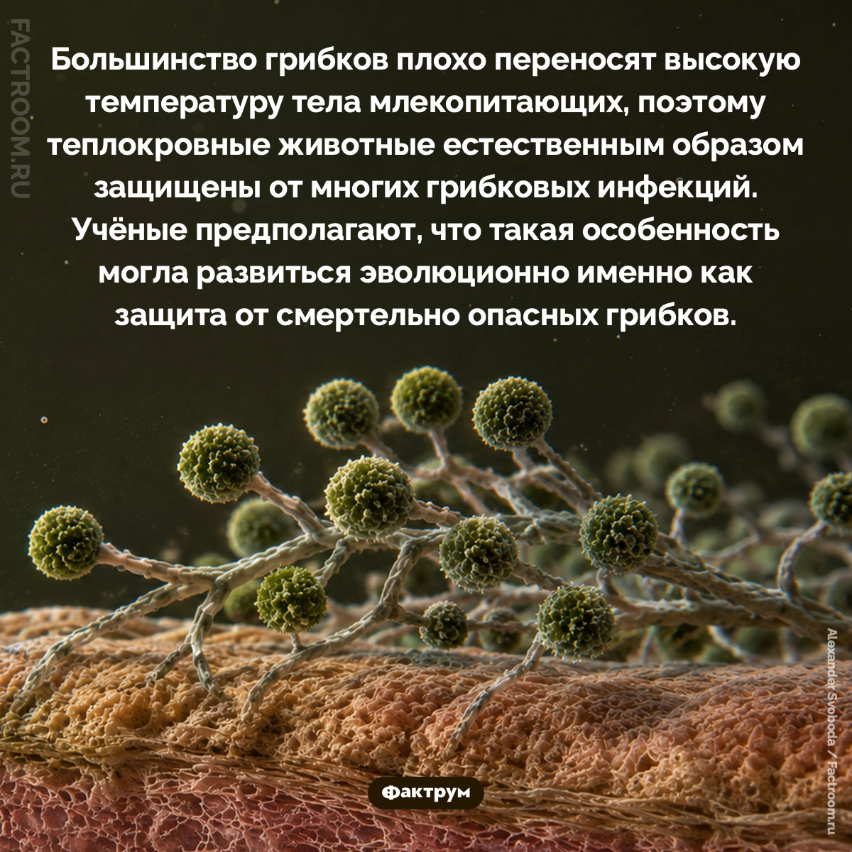Как температура тела млекопитающих защищает их от грибков. Большинство грибков плохо переносят высокую температуру тела млекопитающих, поэтому теплокровные животные естественным образом защищены от многих грибковых инфекций. Учёные предполагают, что такая особенность могла развиться эволюционно именно как защита от смертельно опасных грибков.