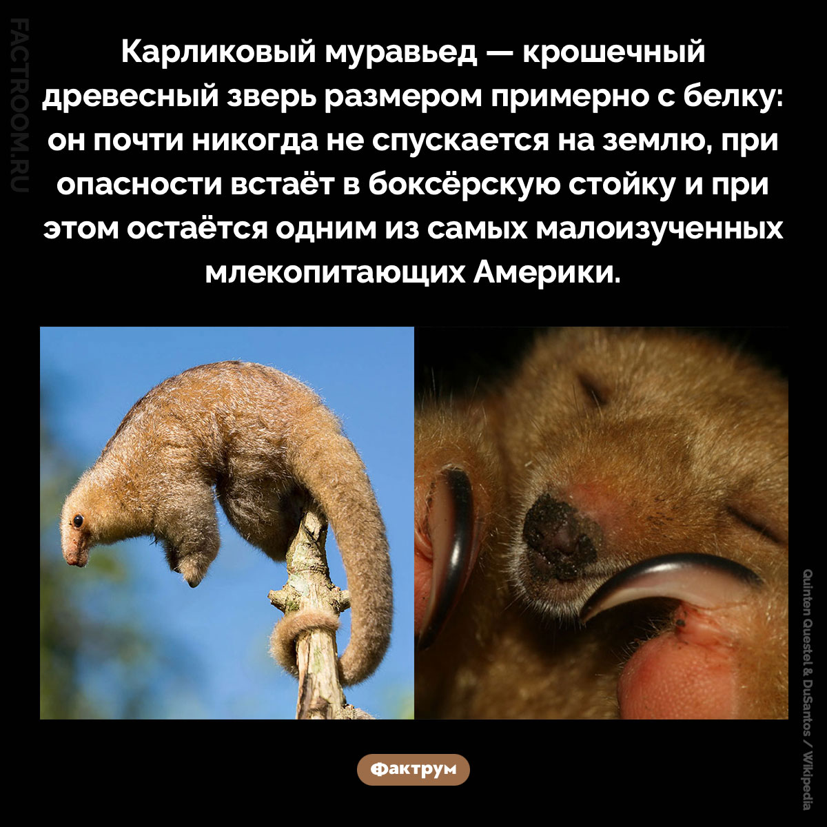 Карликовый муравьед. Карликовый муравьед — крошечный древесный зверь размером примерно с белку: он почти никогда не спускается на землю, при опасности встаёт в боксёрскую стойку и при этом остаётся одним из самых малоизученных млекопитающих Америки.