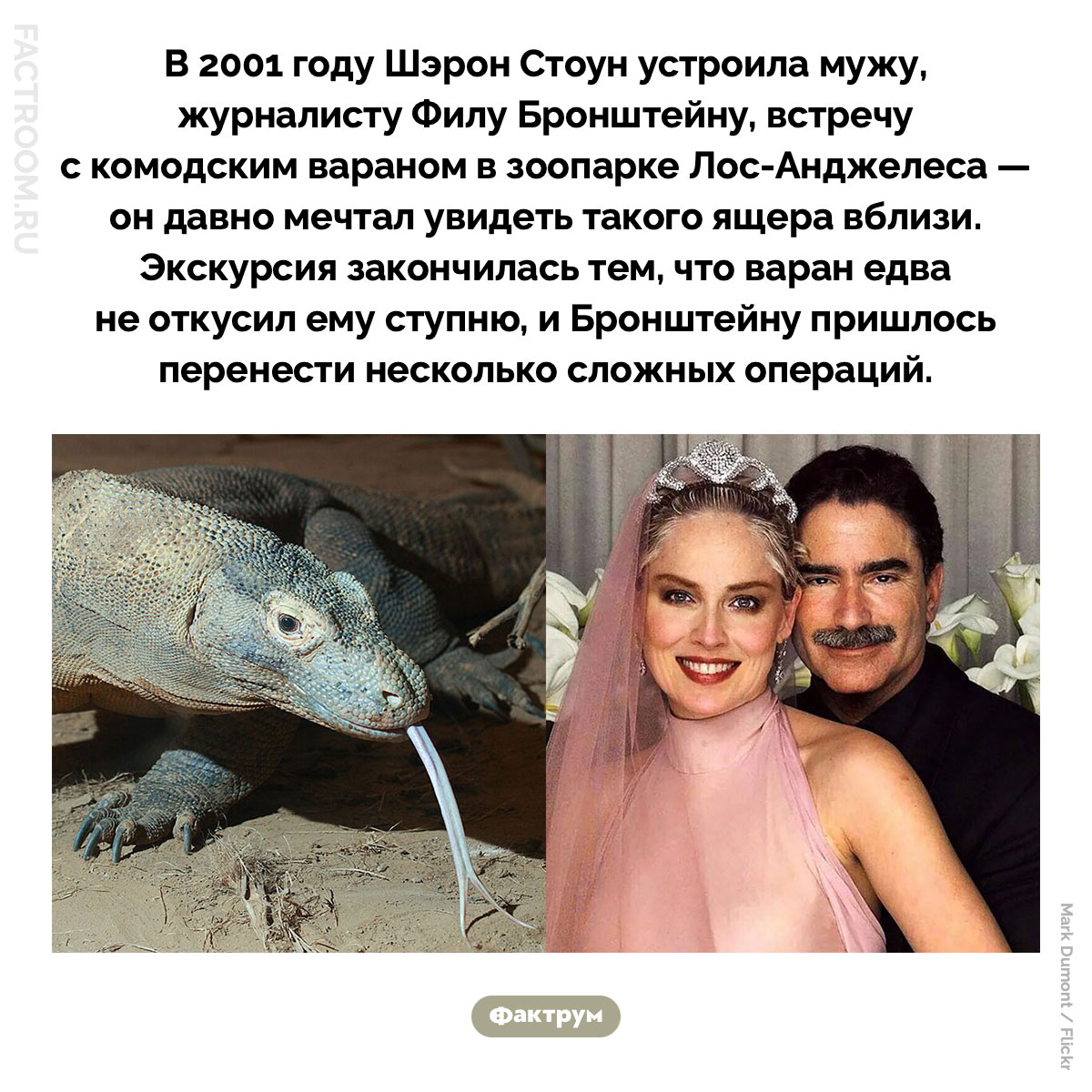 Комодский варан едва не откусил ногу мужу Шэрон Стоун. В 2001 году Шэрон Стоун устроила мужу, журналисту Филу Бронштейну, встречу с комодским вараном в зоопарке Лос-Анджелеса — он давно мечтал увидеть такого ящера вблизи. Экскурсия закончилась тем, что варан едва не откусил ему ступню, и Бронштейну пришлось перенести несколько сложных операций.