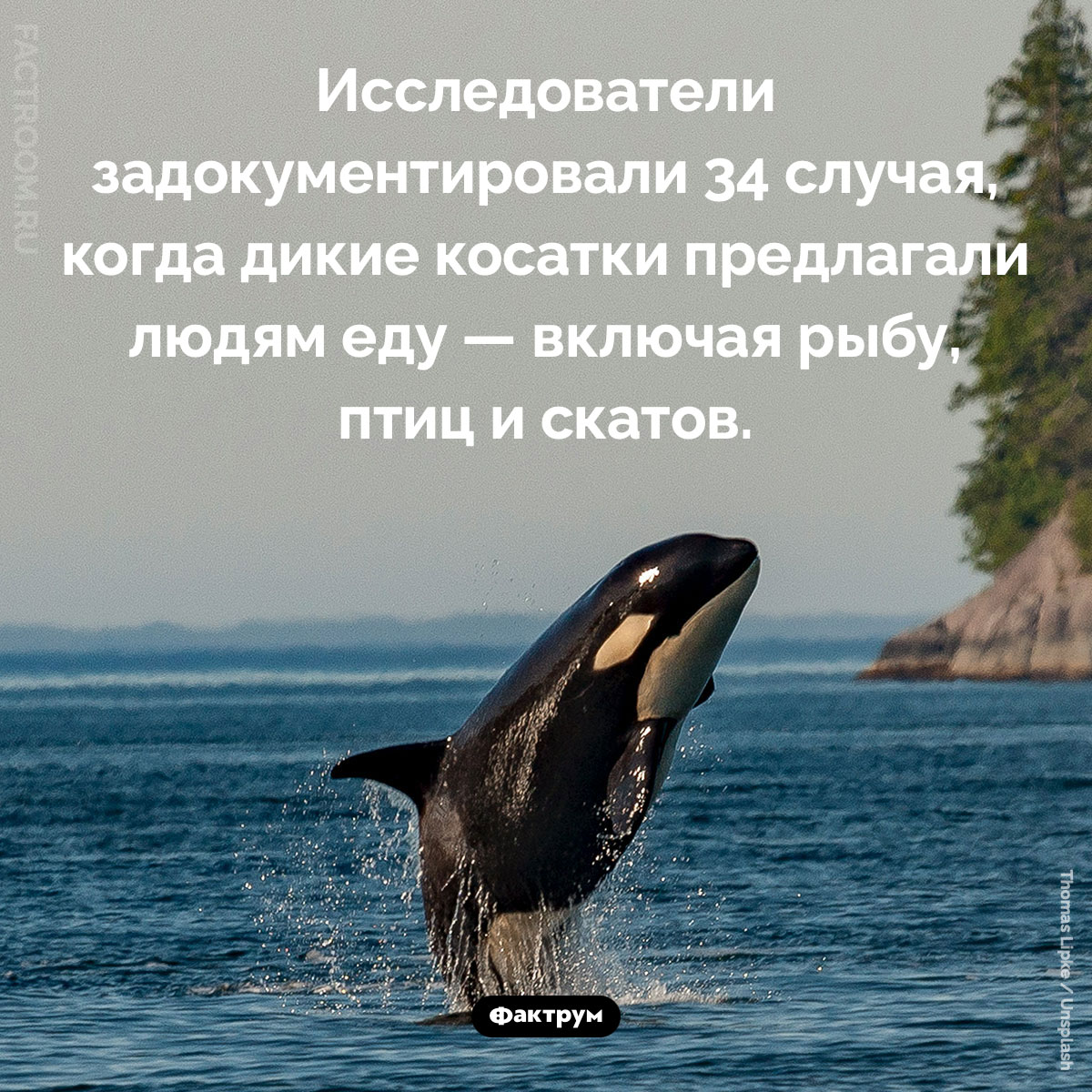 Косатки предлагают людям еду. Исследователи задокументировали 34 случая, когда дикие косатки предлагали людям еду — включая рыбу, птиц и скатов.