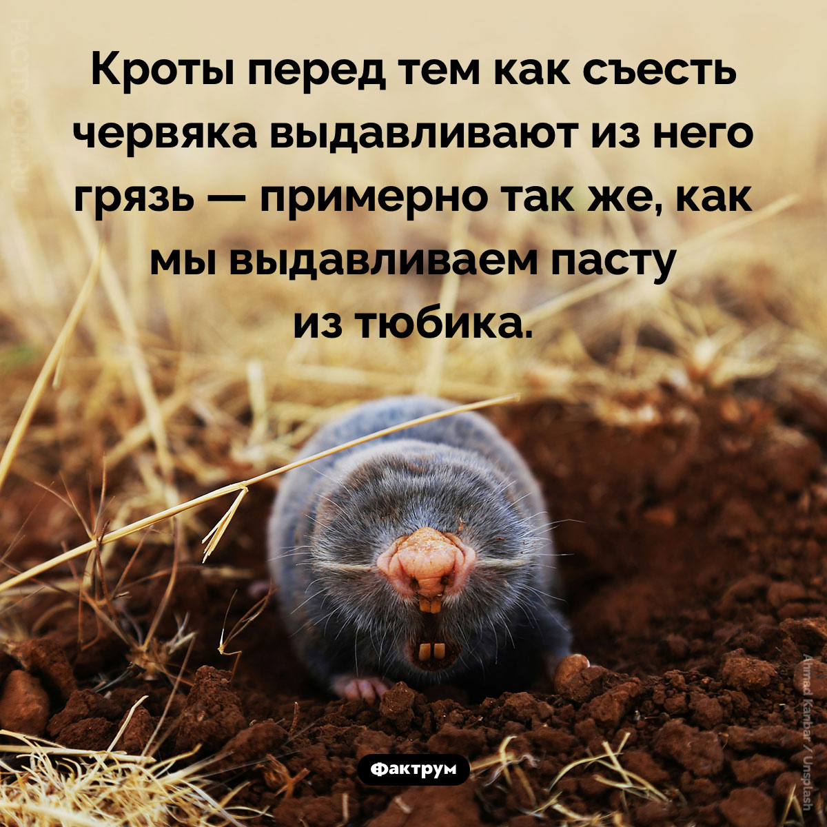 Кроты выдавливают грязь из червей. Кроты перед тем как съесть червяка выдавливают из него грязь — примерно так же, как мы выдавливаем пасту из тюбика.
