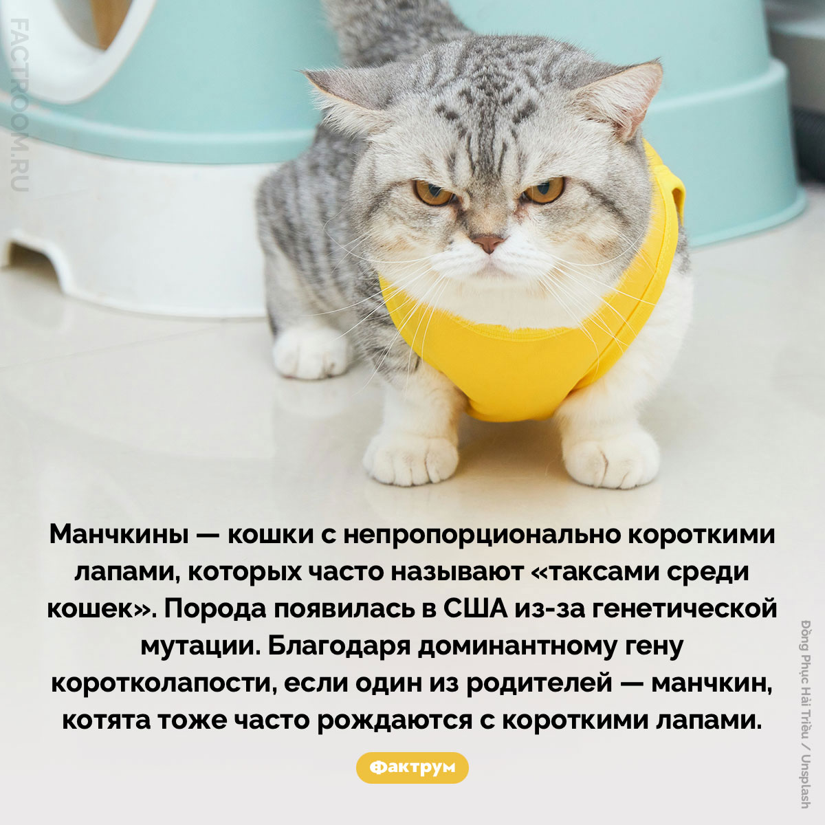 Манчкины. Манчкины — кошки с непропорционально короткими лапами, которых часто называют «таксами среди кошек». Порода появилась в США из-за генетической мутации. Благодаря доминантному гену коротколапости, если один из родителей — манчкин, котята тоже часто рождаются с короткими лапами.
