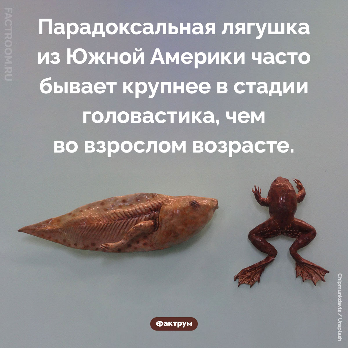 Парадоксальная лягушка. Парадоксальная лягушка из Южной Америки часто бывает крупнее в стадии головастика, чем во взрослом возрасте.