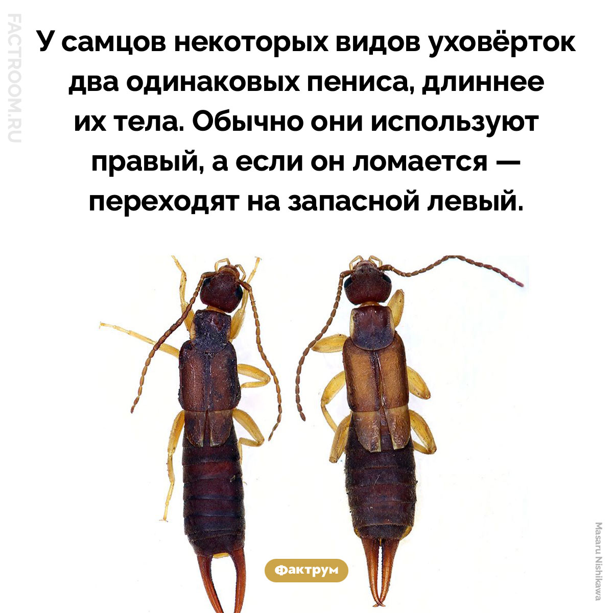 Пенисы уховёрток. У самцов некоторых видов уховёрток два одинаковых пениса, длиннее их тела. Обычно они используют правый, а если он ломается — переходят на запасной левый.