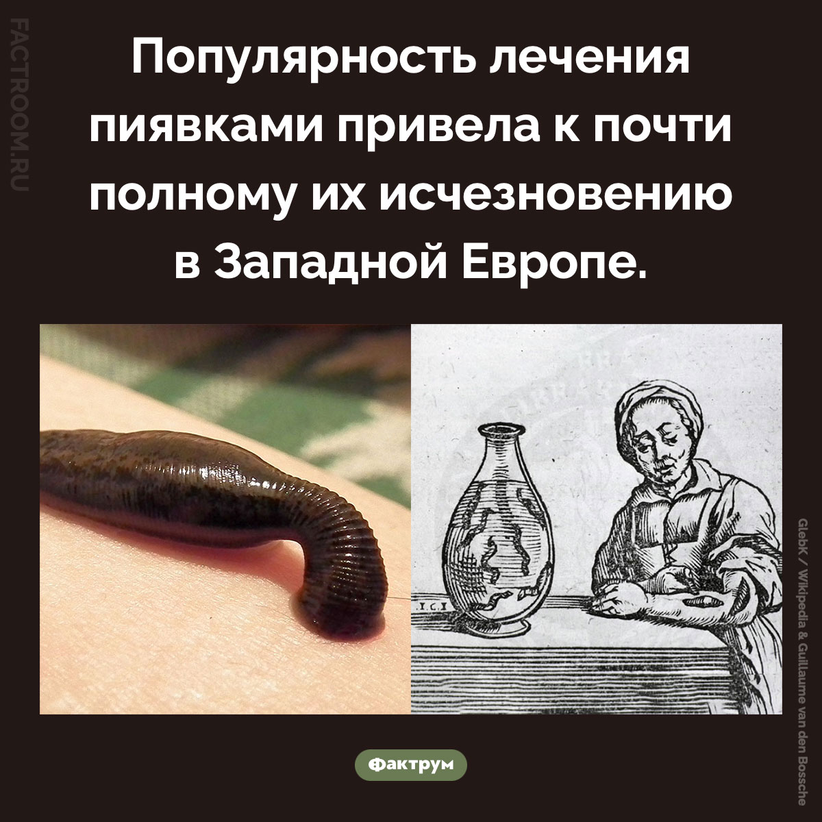 Почему пиявки почти исчезли в Западной Европе. Популярность лечения пиявками привела к почти полному их исчезновению в Западной Европе.