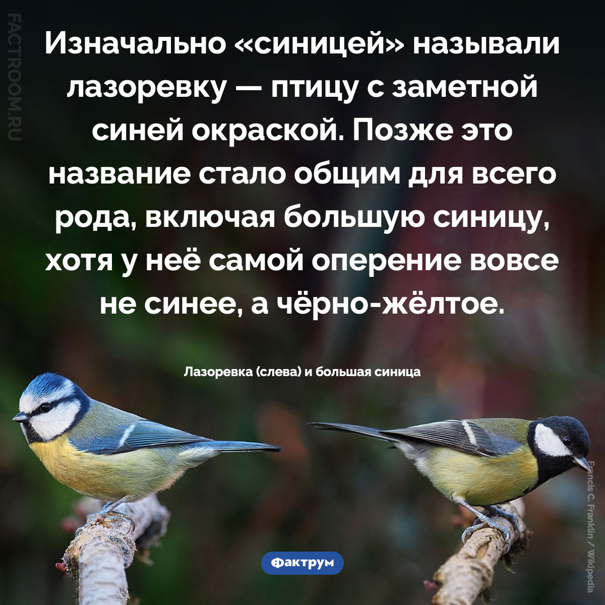 Почему синица так называется. Изначально «синицей» называли лазоревку — птицу с заметной синей окраской. Позже это название стало общим для всего рода, включая большую синицу, хотя у неё самой оперение вовсе не синее, а чёрно-жёлтое.