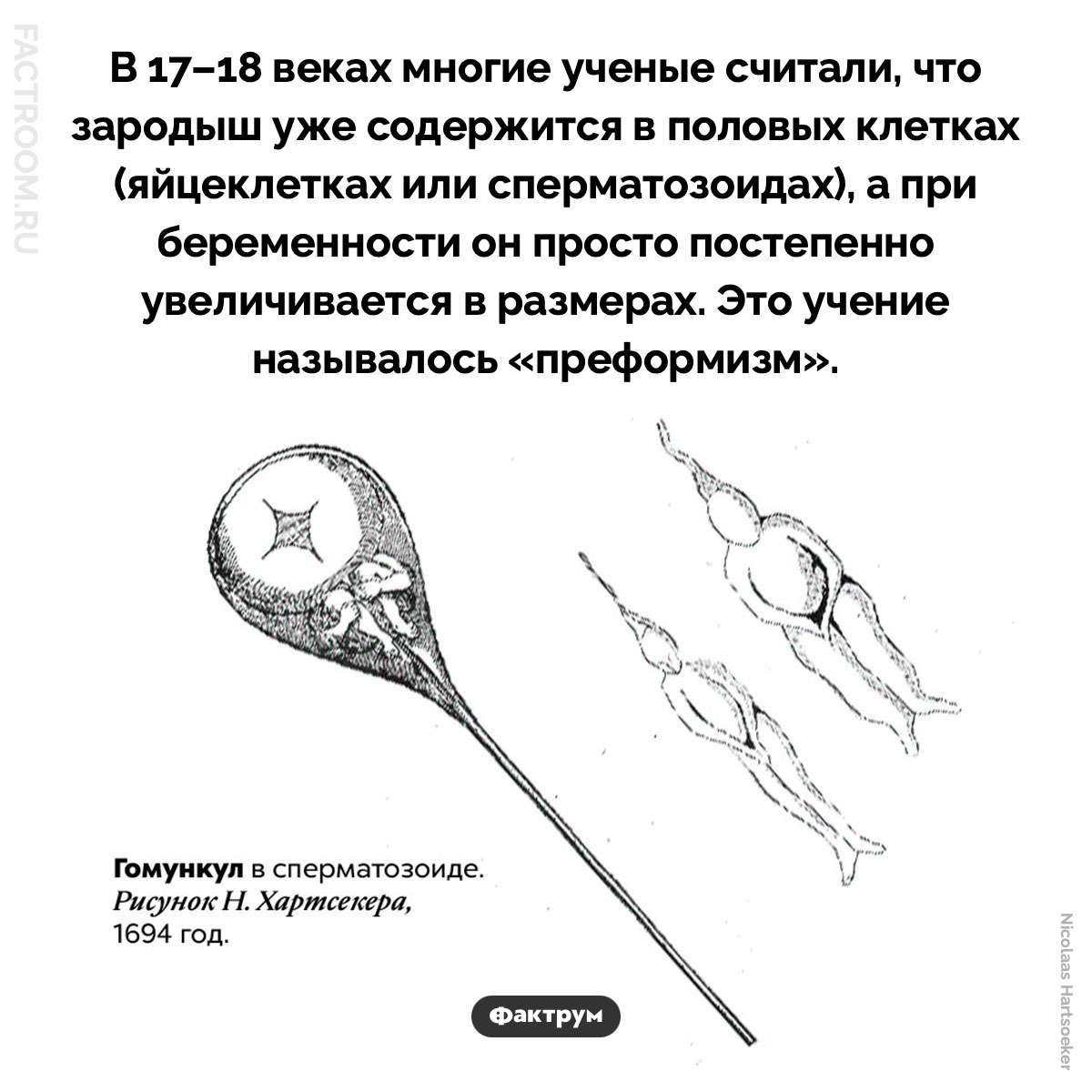 «Преформизм» — что это такое?. В 17–18 веках многие ученые считали, что зародыш уже содержится в половых клетках (яйцеклетках или сперматозоидах), а при беременности он просто постепенно увеличивается в размерах. Это учение называлось «преформизм».