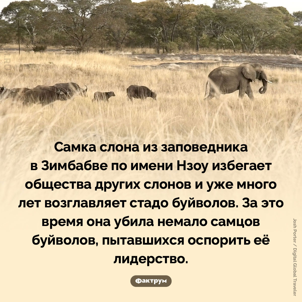 Слониха Нзоу. Самка слона из заповедника в Зимбабве по имени Нзоу избегает общества других слонов и уже много лет возглавляет стадо буйволов. За это время она убила немало самцов буйволов, пытавшихся оспорить её лидерство.