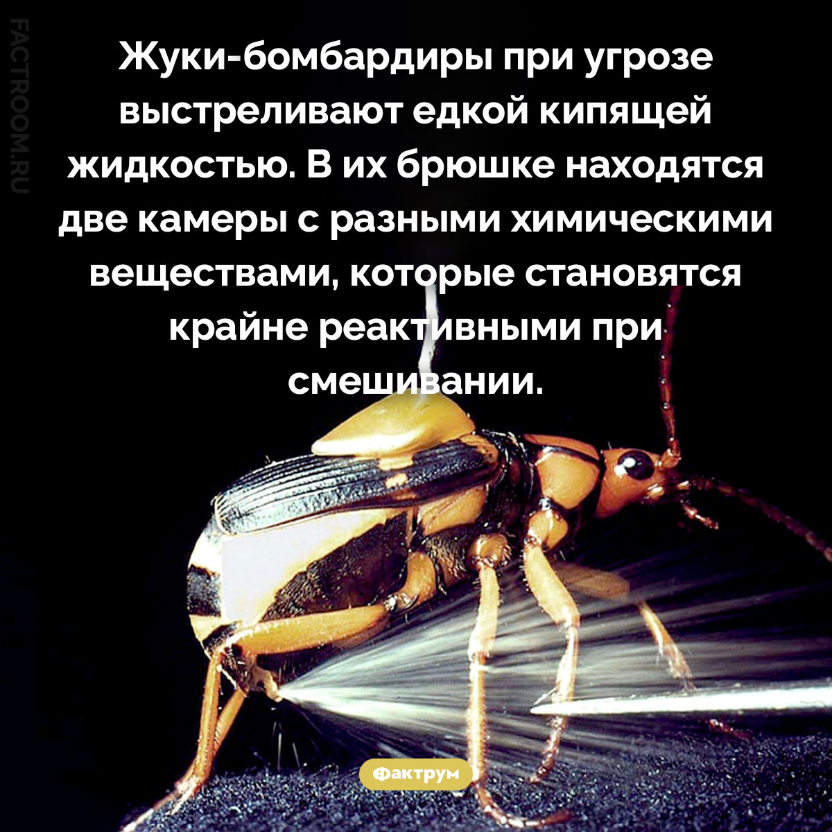 Смешать, но не взбалтывать. Жуки-бомбардиры при угрозе выстреливают едкой кипящей жидкостью. В их брюшке находятся две камеры с разными химическими веществами, которые становятся крайне реактивными при смешивании.