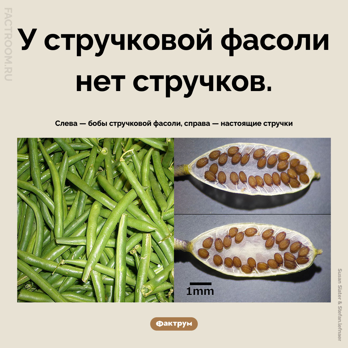 «Стручковая» фасоль. У стручковой фасоли нет стручков.