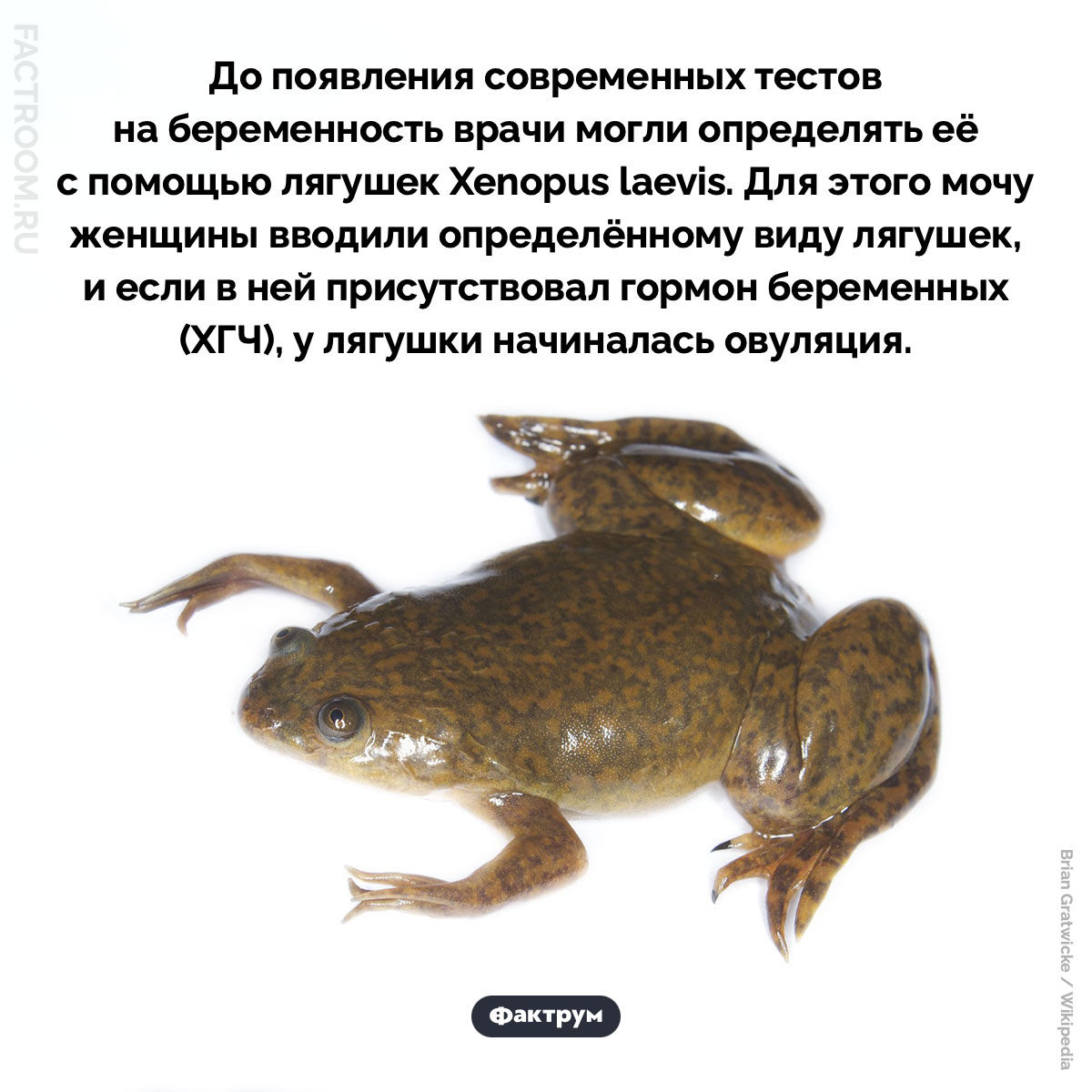 Тест на беременность при помощи лягушки. До появления современных тестов на беременность врачи могли определять её с помощью лягушек Xenopus laevis. Для этого мочу женщины вводили определённому виду лягушек, и если в ней присутствовал гормон беременных (ХГЧ), у лягушки начиналась овуляция.