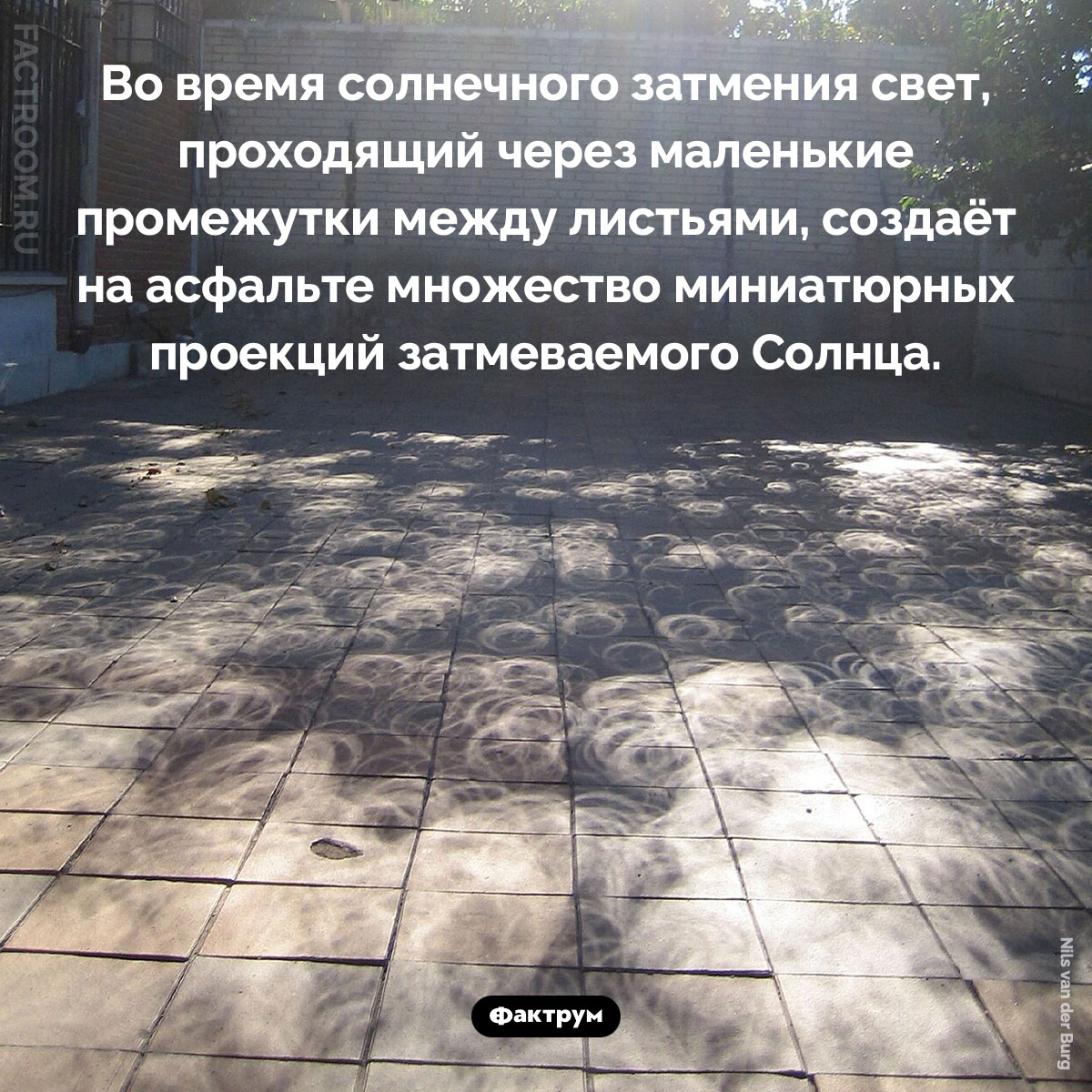 Затмение сквозь камеру-обскуру. Во время солнечного затмения свет, проходящий через маленькие промежутки между листьями, создаёт на асфальте множество миниатюрных проекций затмеваемого Солнца.